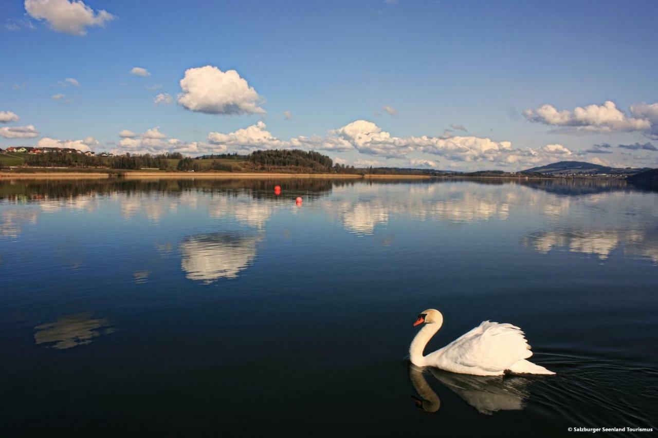 Pp-Camping Wallersee Seekirchen am Wallersee Ngoại thất bức ảnh